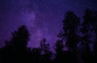 A breathtaking view of a starry night sky with a silhouette of tall trees.